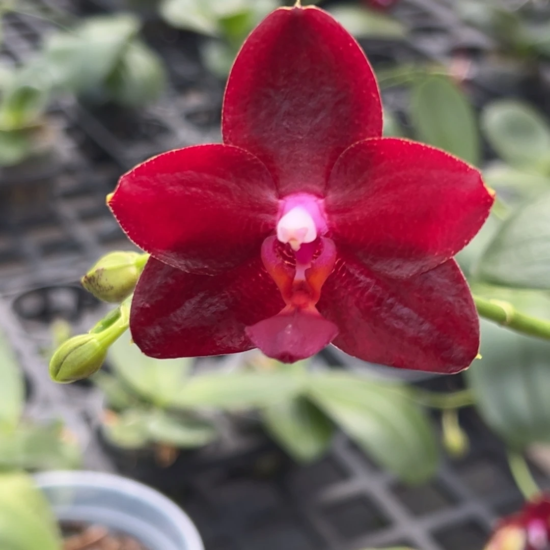 完全开放26号，78米