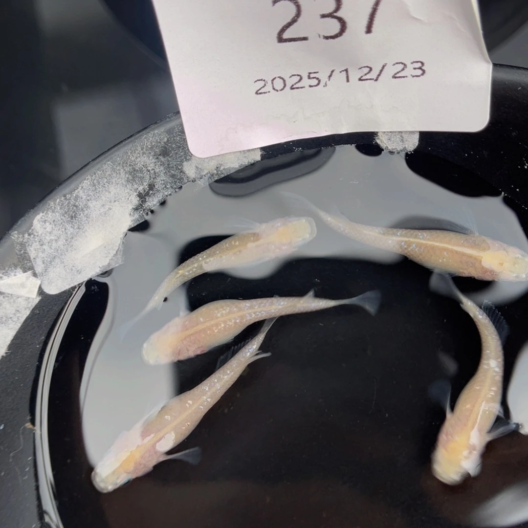 青鳉鱼237白雪公主五尾