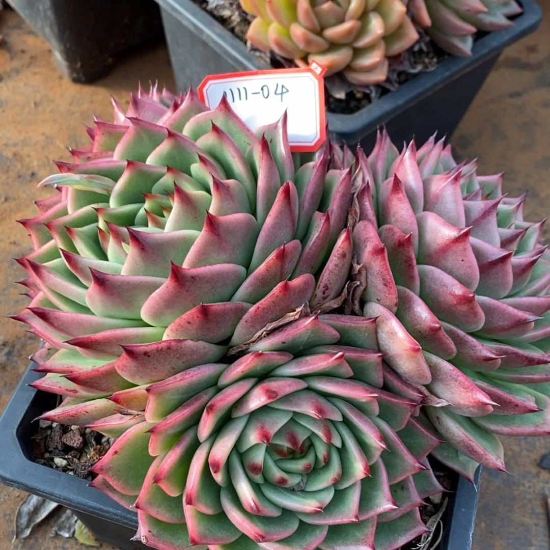 10枝/扎红茶1111-04