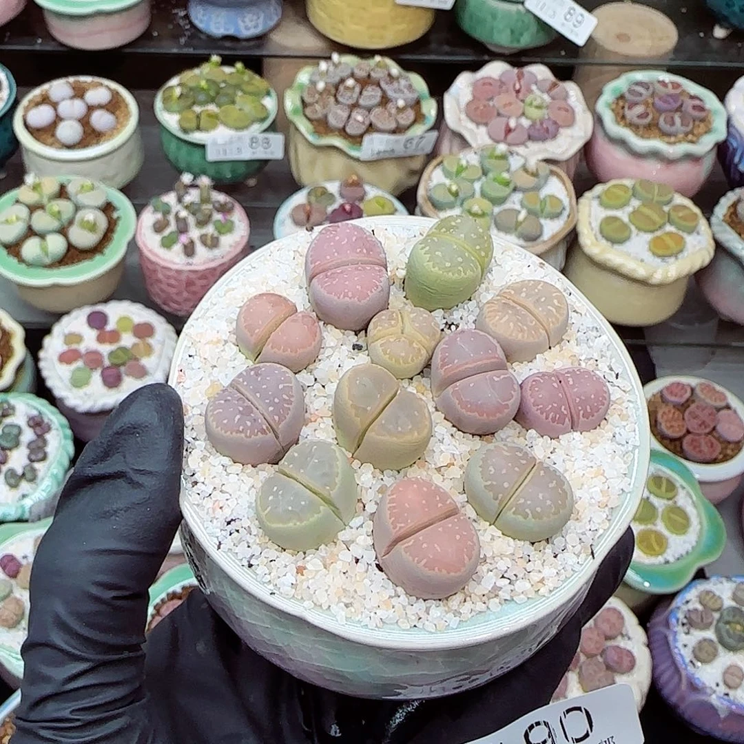 生石花满18包邮1113-90