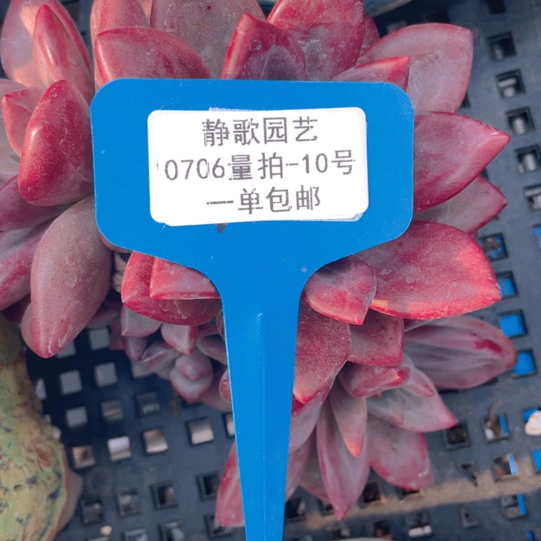 0706-10-赫菲斯托全状态一颗