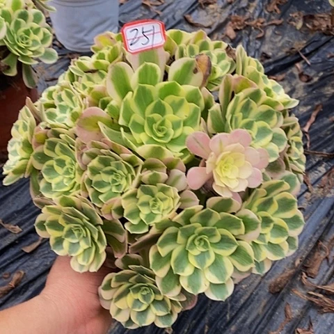 粉女巫老桩捧花251号