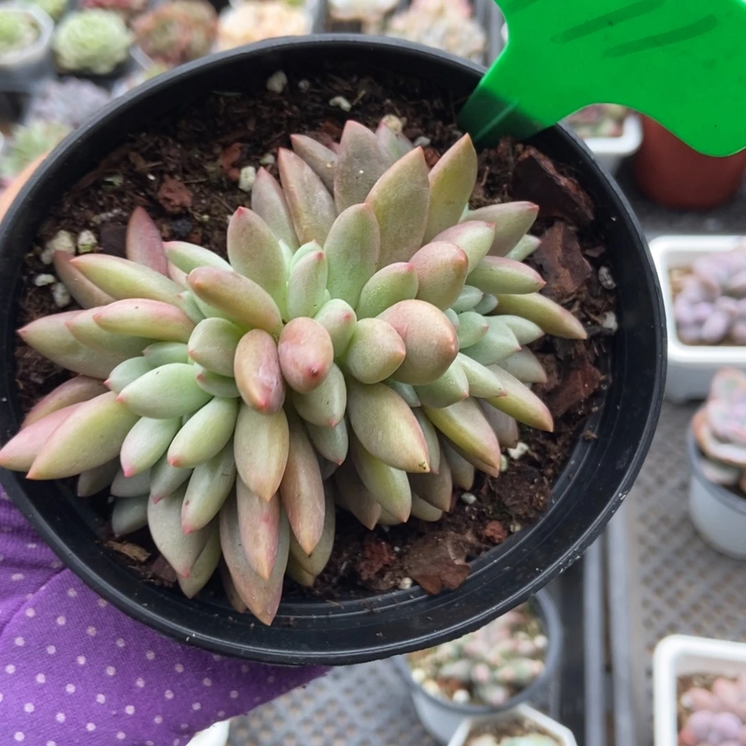 971桃花源缀多肉植物