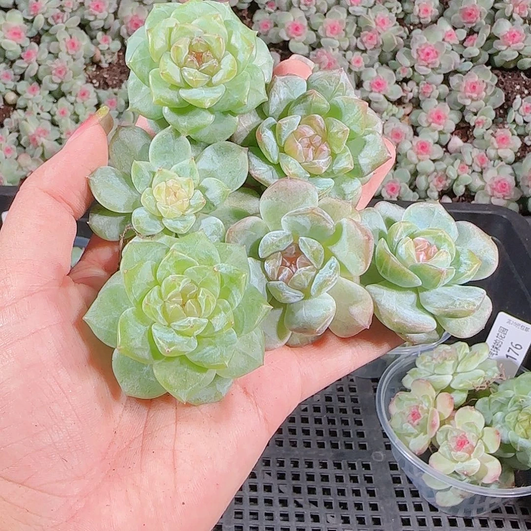 0018---177糖心珍妮