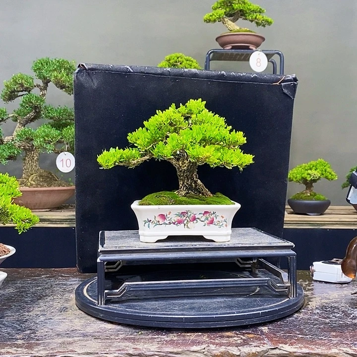 无花朵M黄杨盆景四季常青