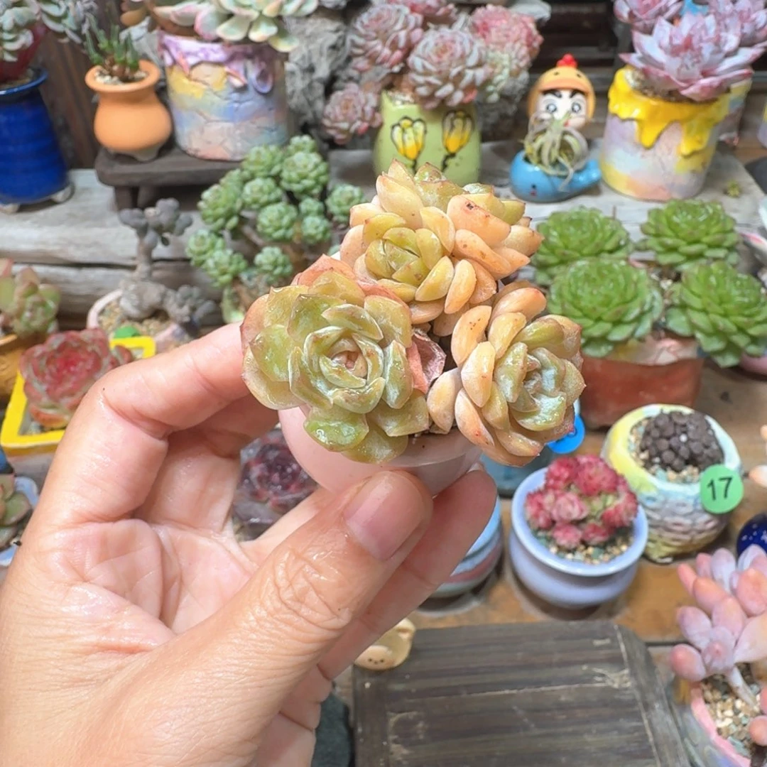 融晶 多肉含盆土 一物一拍