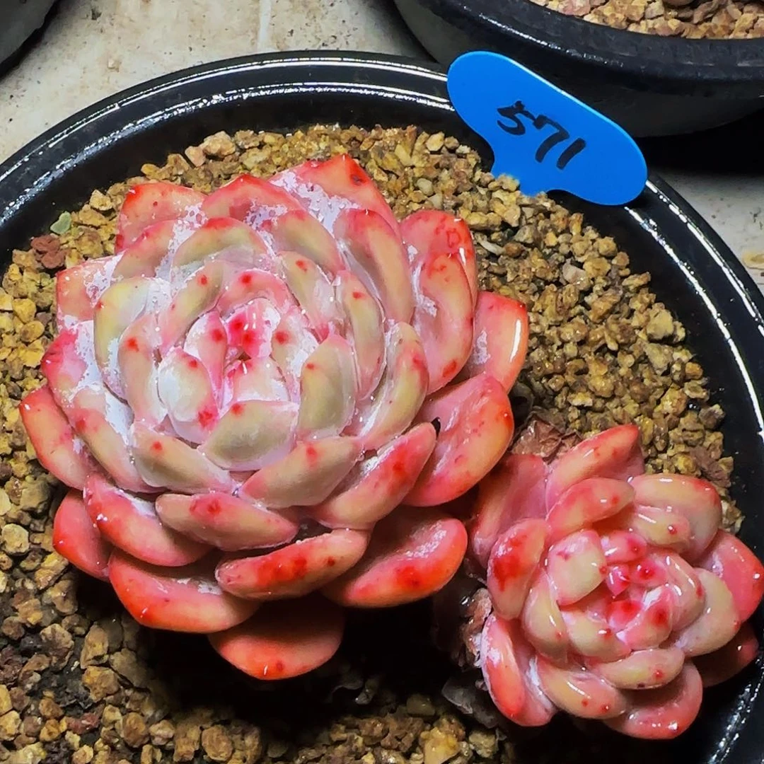 双头橙梦露571号一物一拍