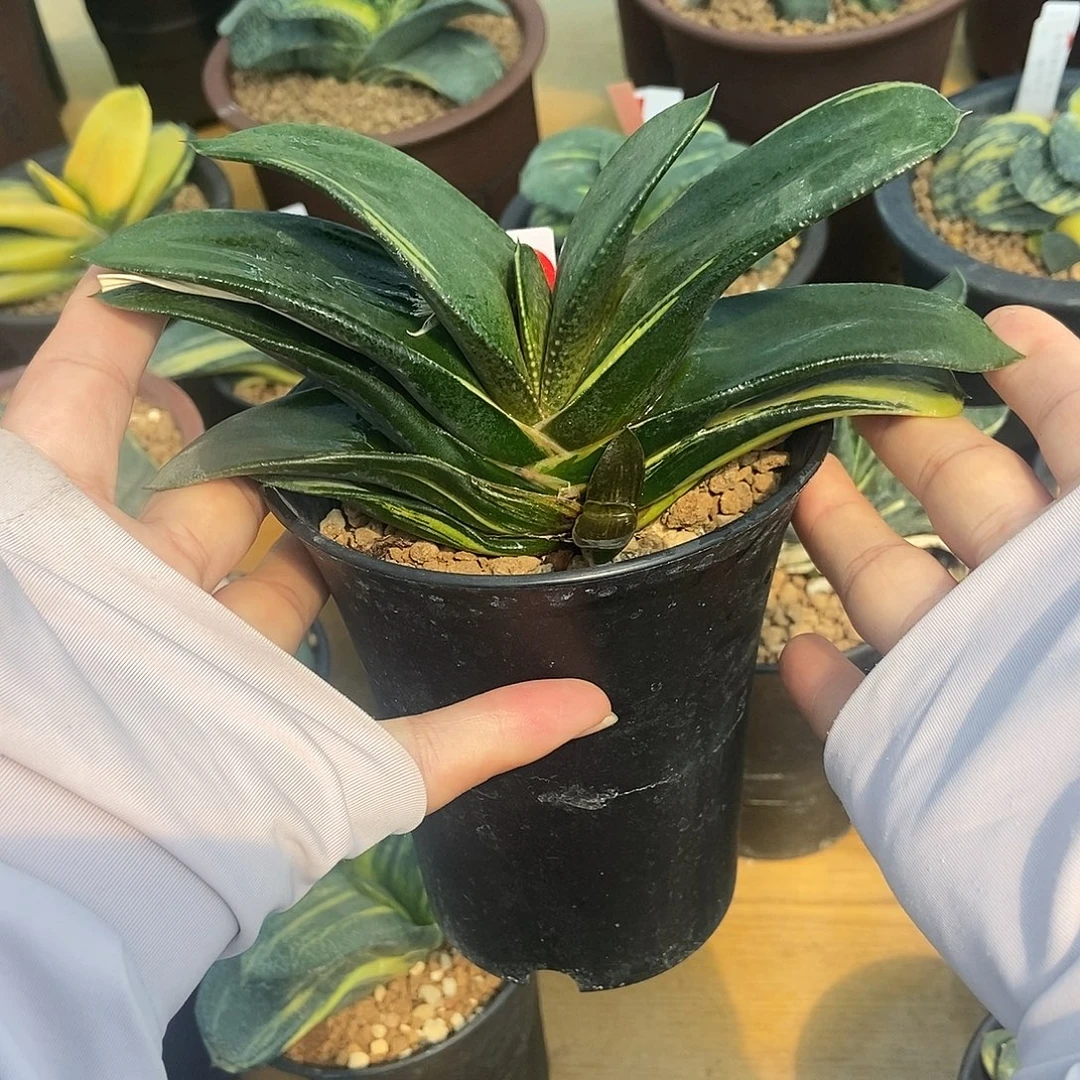 166卧牛实生锦大母本带盆发货侧牙锦很好