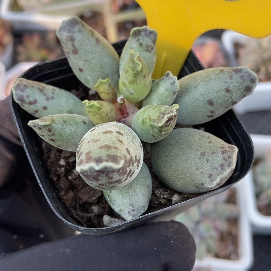 940海豹多肉植物多肉