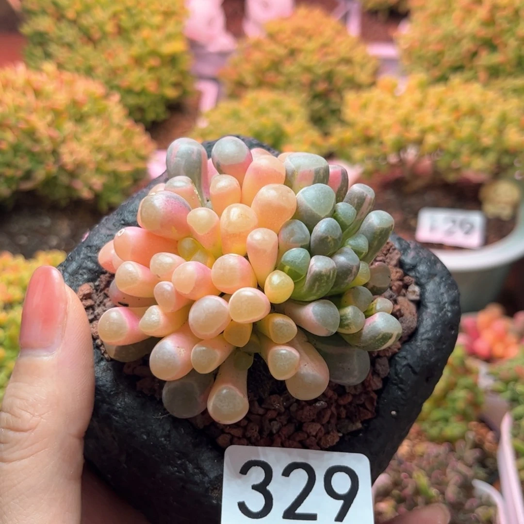 眷329五十玲玉景可爱多肉植物