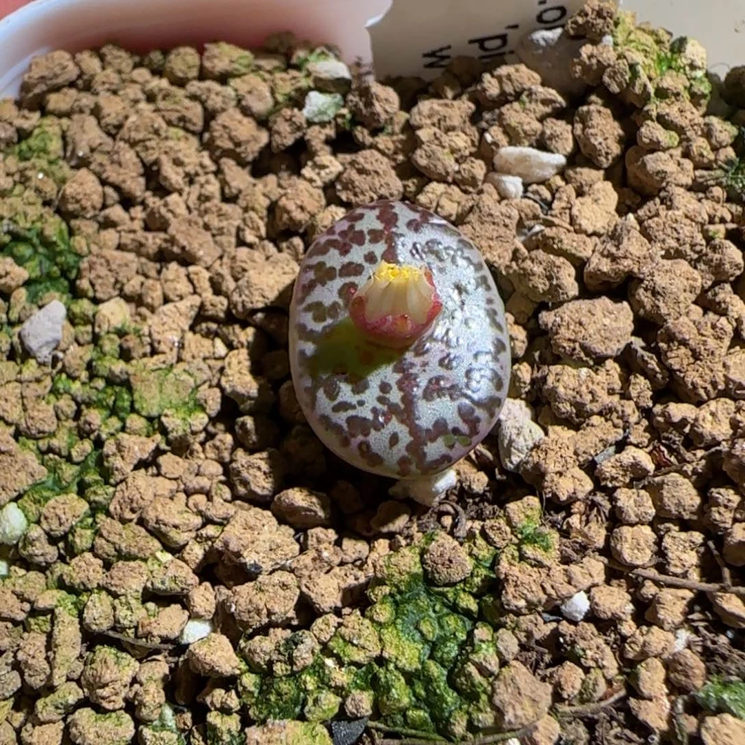 肉锥多肉植物组合-wc霓虹357