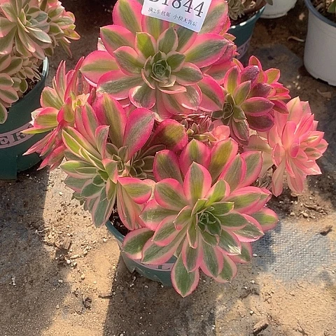 1844女巫多肉母本处理无售后