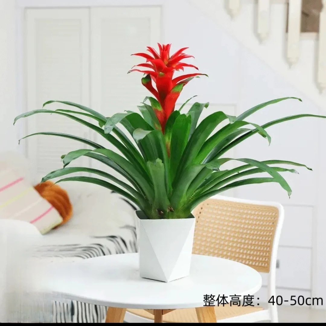 鸿运当头大红星盆栽AJ水培带花绿植可四季开花适合室内客厅