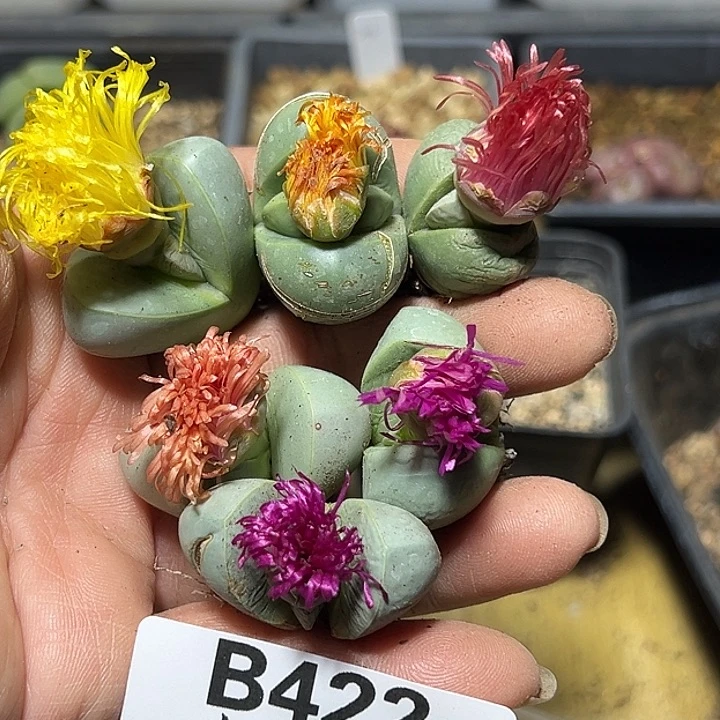 422号下播福利金玲6颗