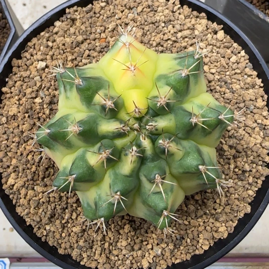 月亮皇冠带盆土发货