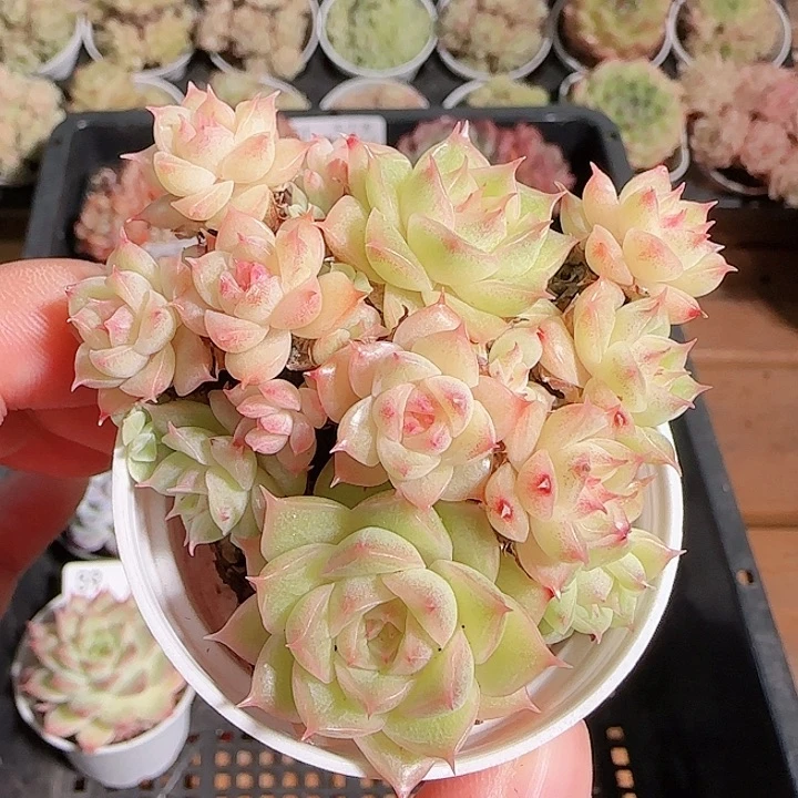 1117------60麦秆群