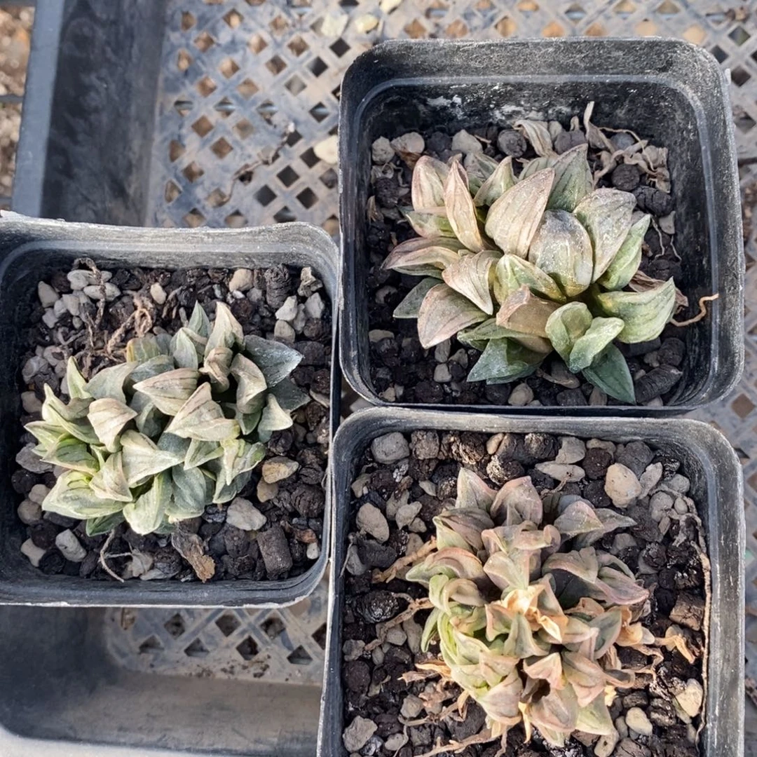 2817 一颗西瓜寿群 元旦整点福利