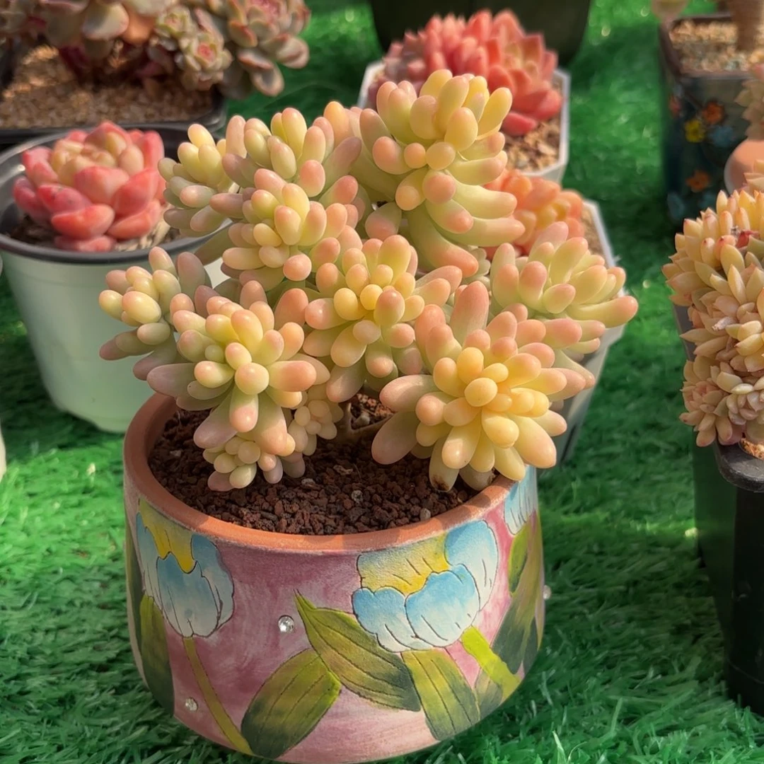 乙女心锦小树一物一拍