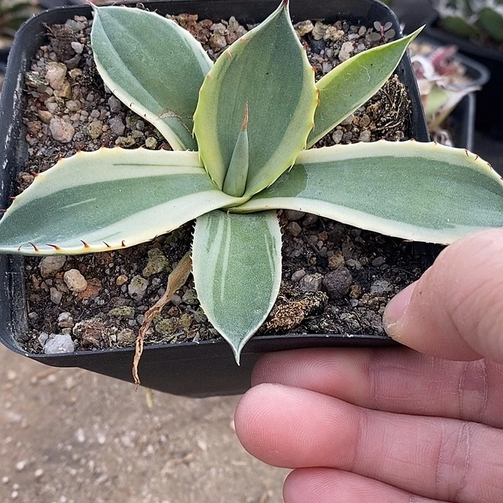 福克斯明腹轮（芍子）