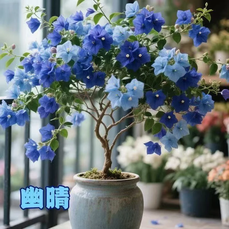 三角梅蓝雪花棒棒糖盆栽耐热耐寒花卉四季开花室内外易活