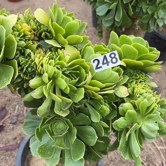 小*妹多肉植物一个