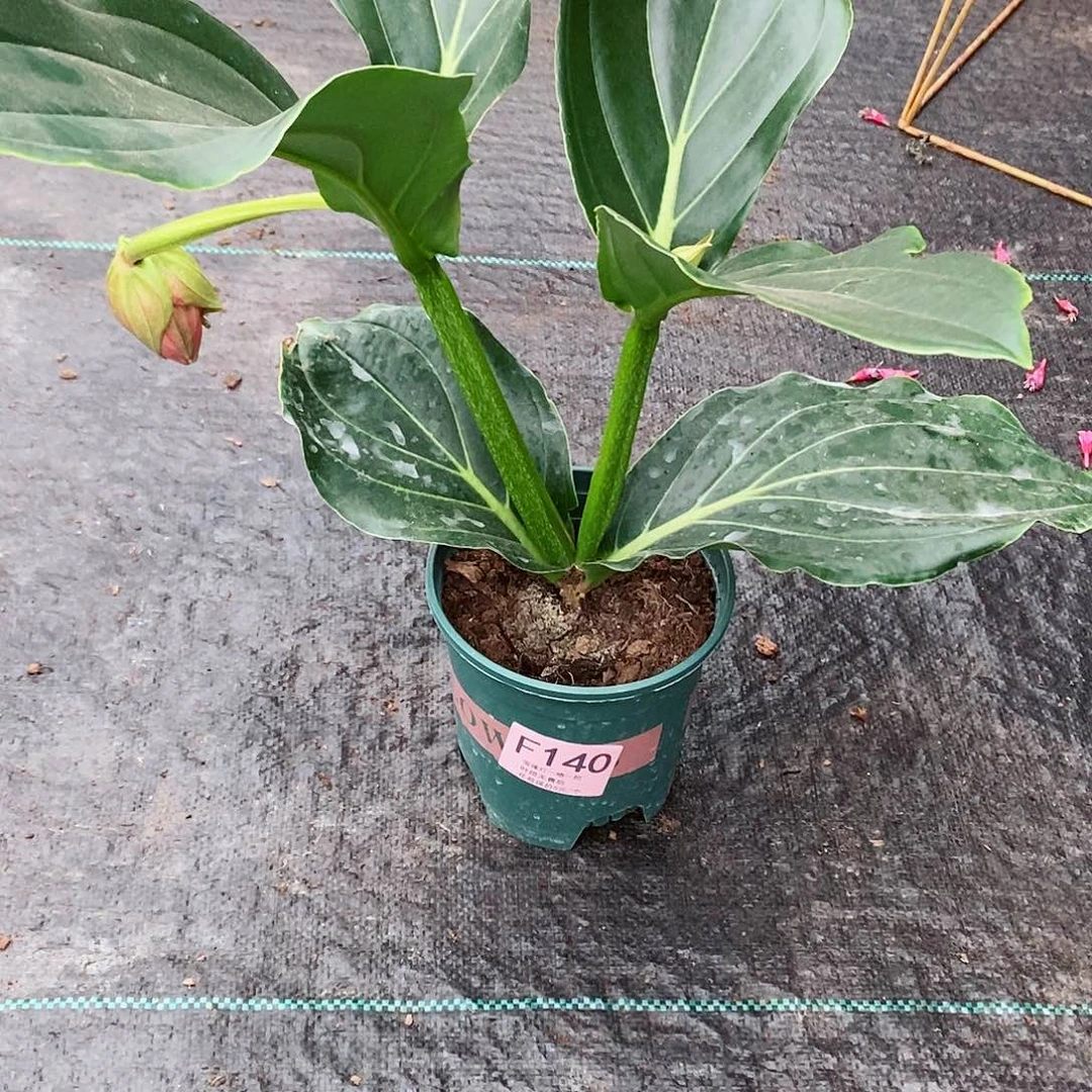 无花朵暖*木本花卉140叶损