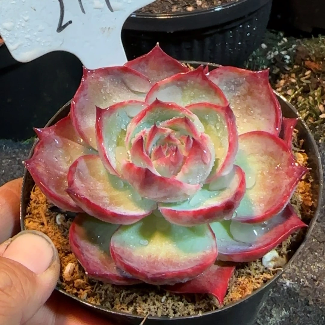 惊鸿一物一拍包装收缩花旱217