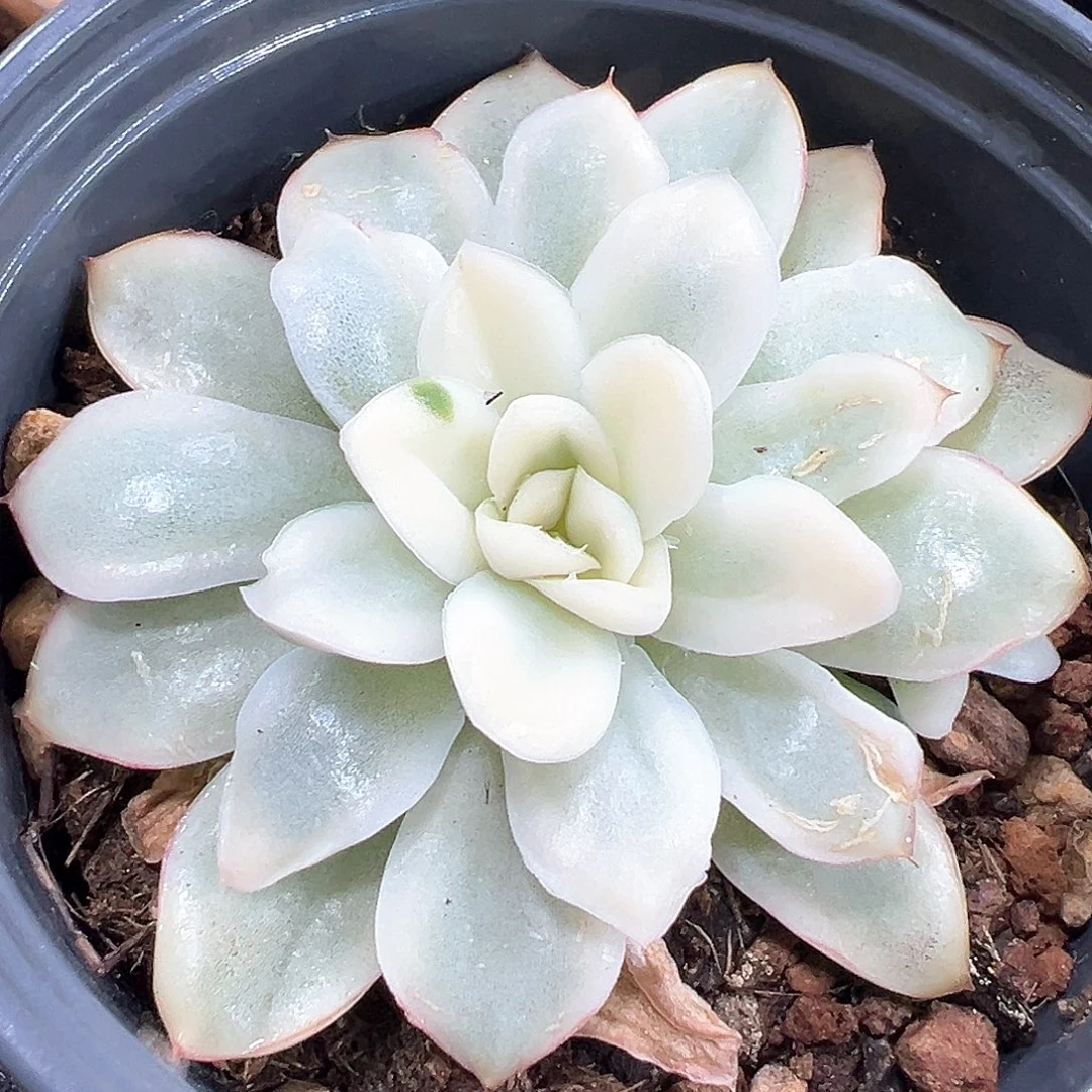 雪鸢锦 小方花圃一物一拍