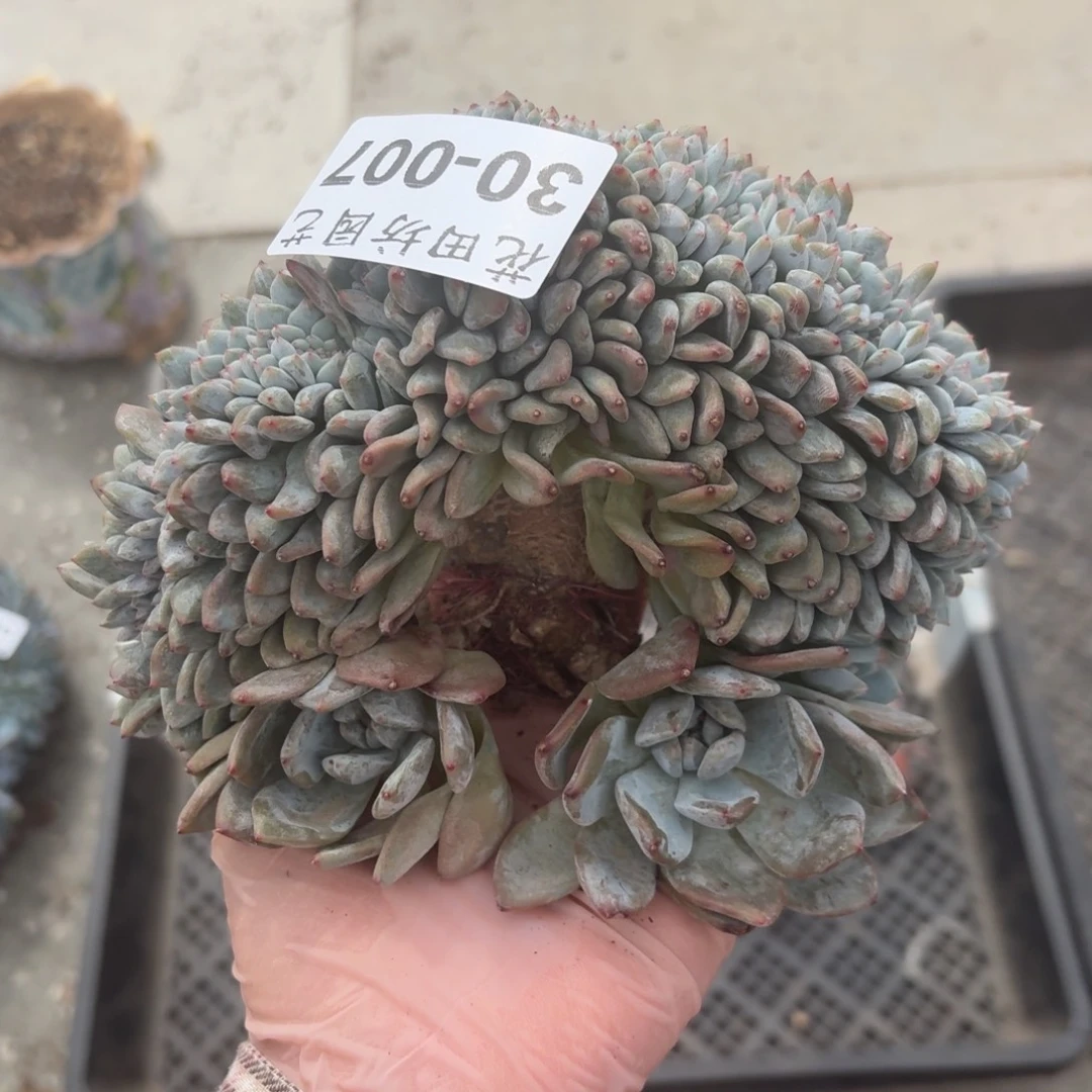 灬***灬30.007突尼斯树缀