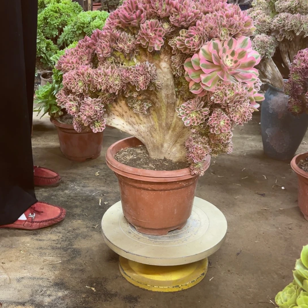 精品法师一物一拍