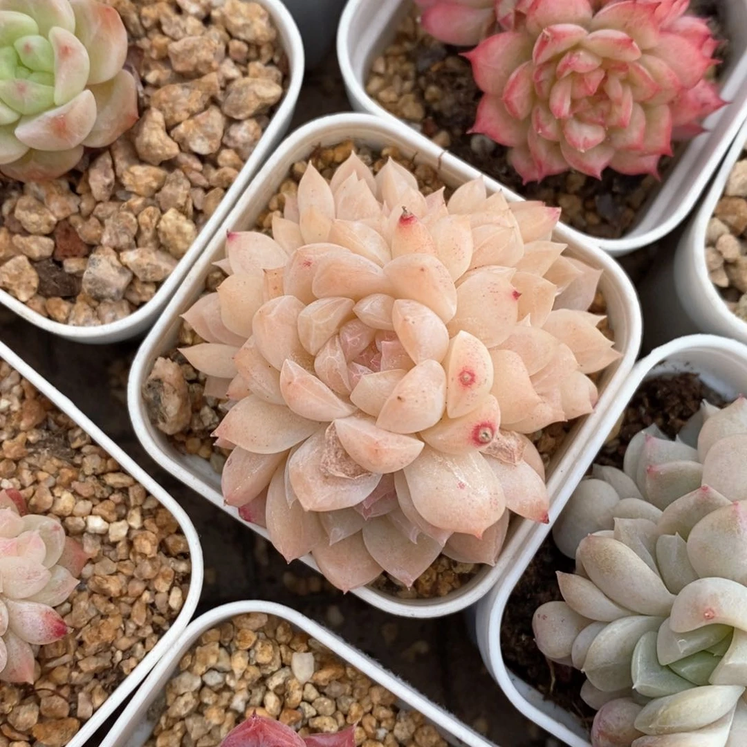 精品多肉一物一拍不包整805