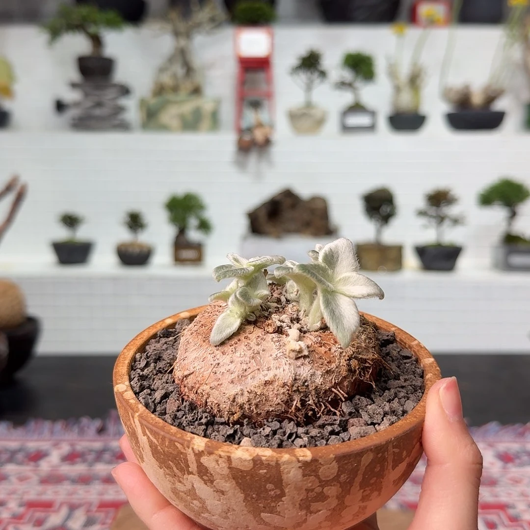 红陶断崖女王 一物一拍