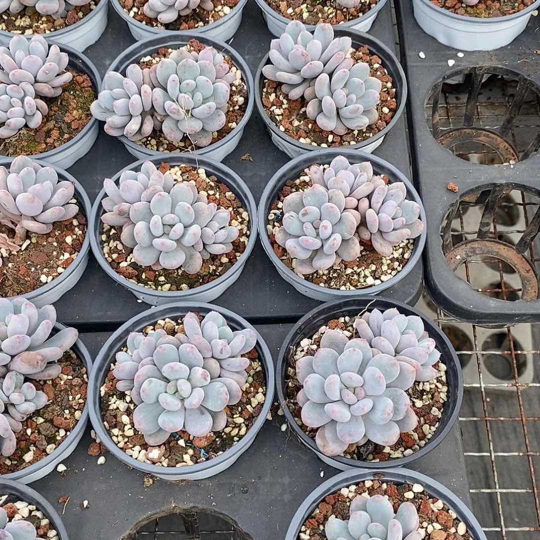 团香香雪，福利多多