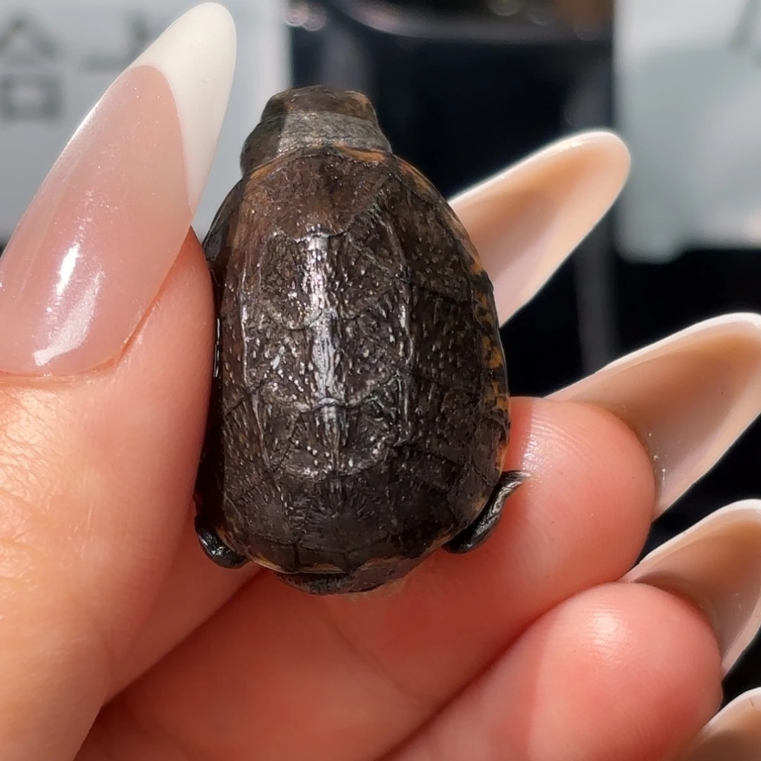母宠物龟A10瑕疵美版小种