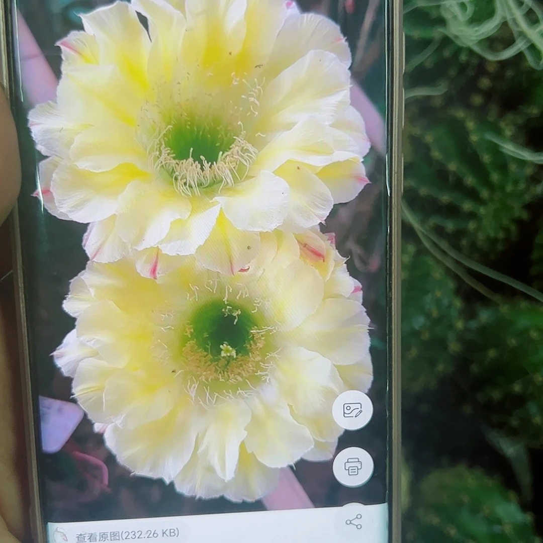 彩草绿心可可侧芽00000