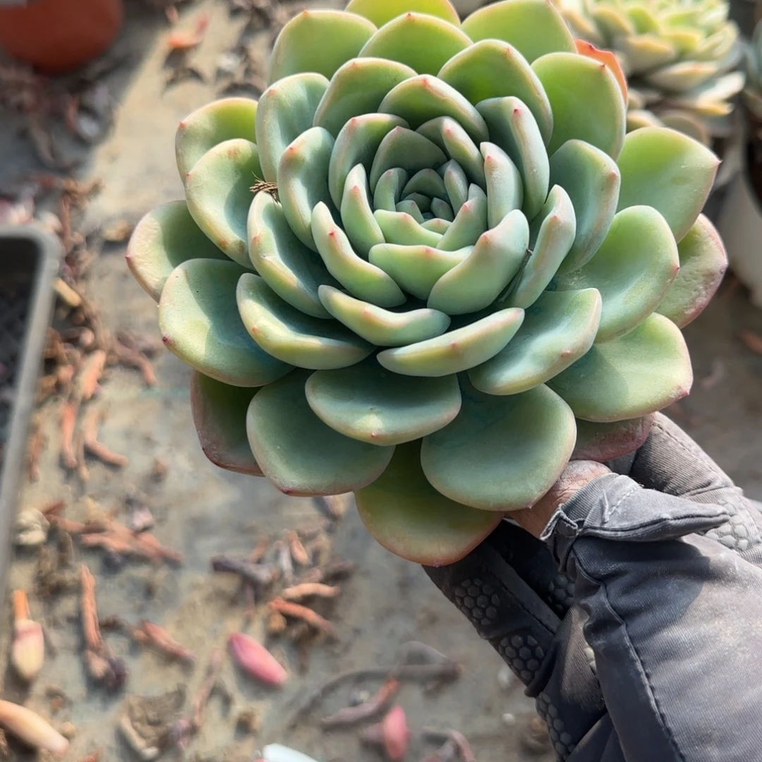无花朵120泡芙单头