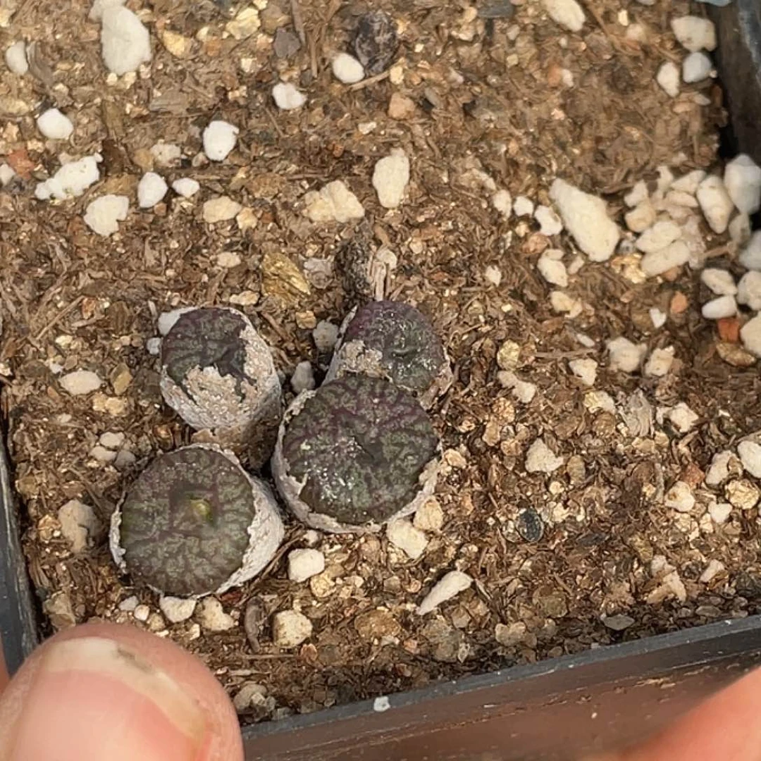 姬***君15-88肉锥多肉植物