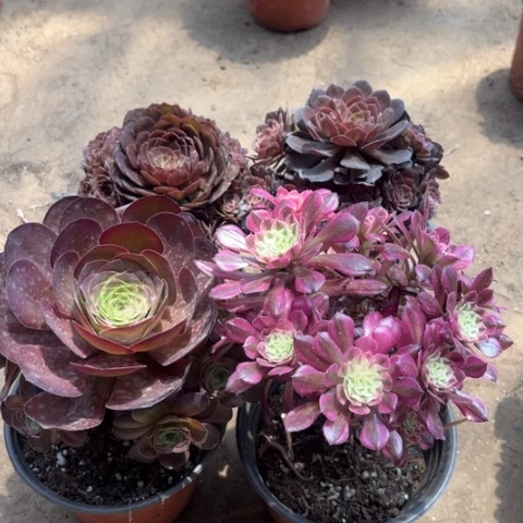 800多肉植物的……