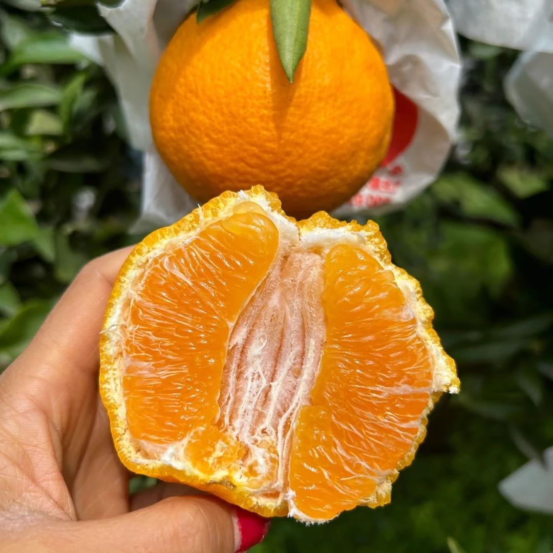 四川不知火丑橘（约3斤）袋柑橘耙耙柑四川省三明市