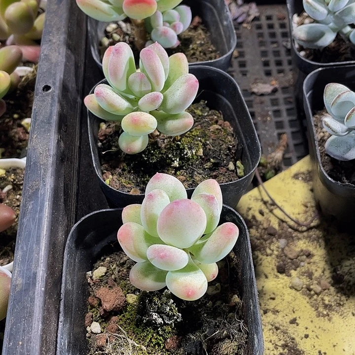 苹果奶带盆土发货