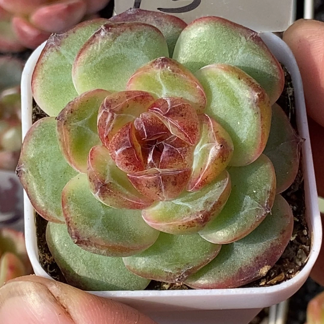 天官赐福百无禁忌