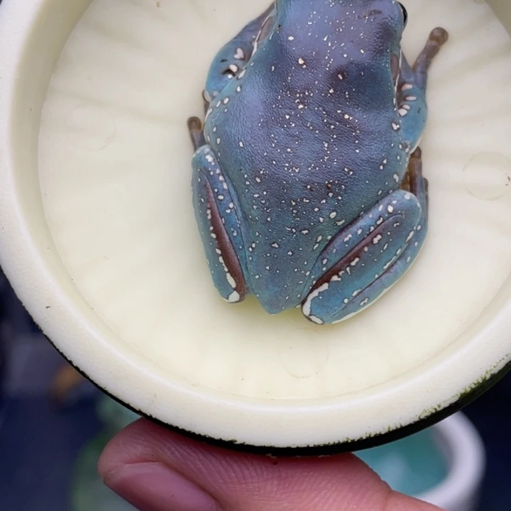 老爷树蛙5号宝石蓝金背