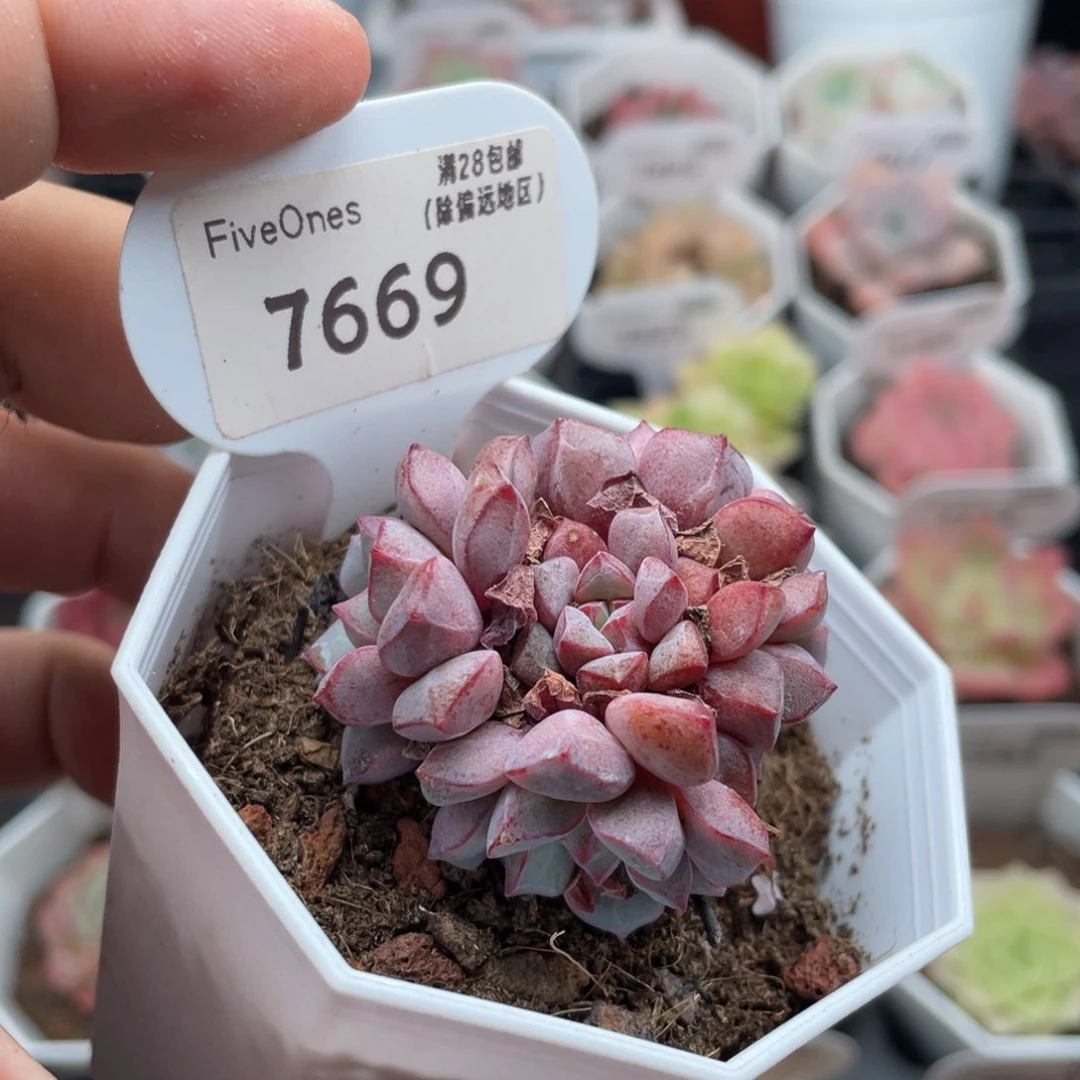 蓝宝石7669-4.5厘米