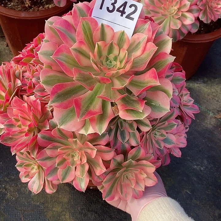 红陶海****漫1342女巫4多肉