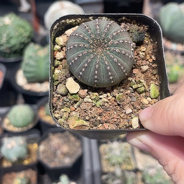 实生大型士童仙人球一颗