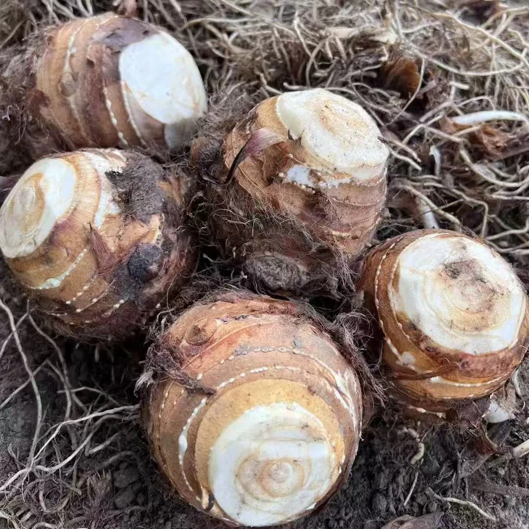 【小强专属】闽北新鲜芋头母5斤装