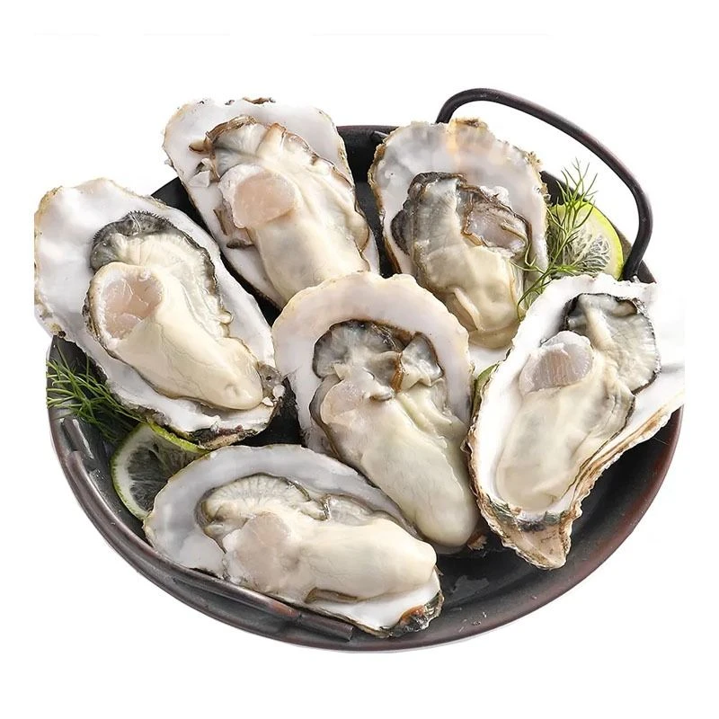 【贝类】鲜活乳山生蚝海鲜/个/斤海蛎子