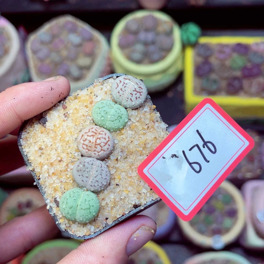 676生石花带盆发1