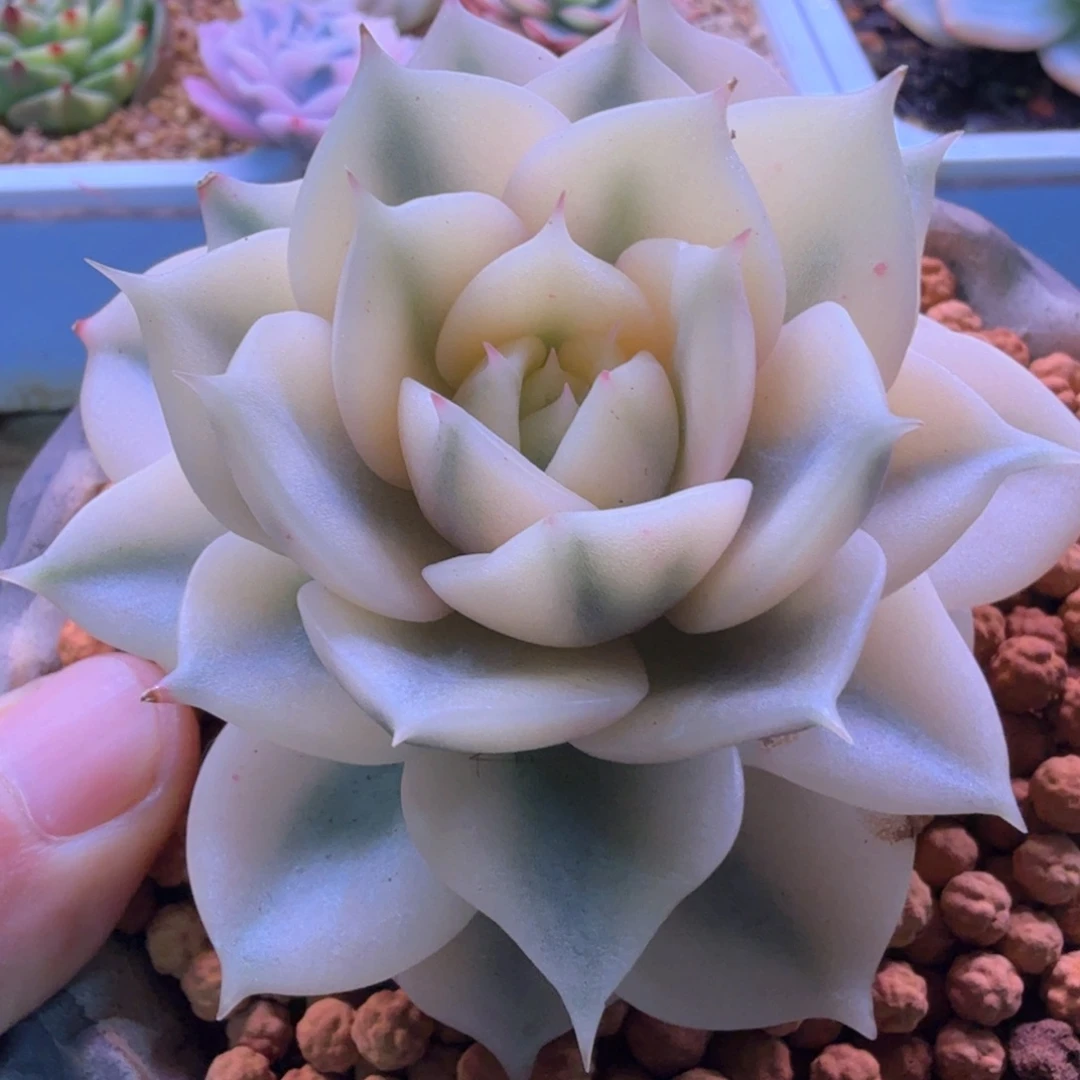 贝加湖锦 多肉植物