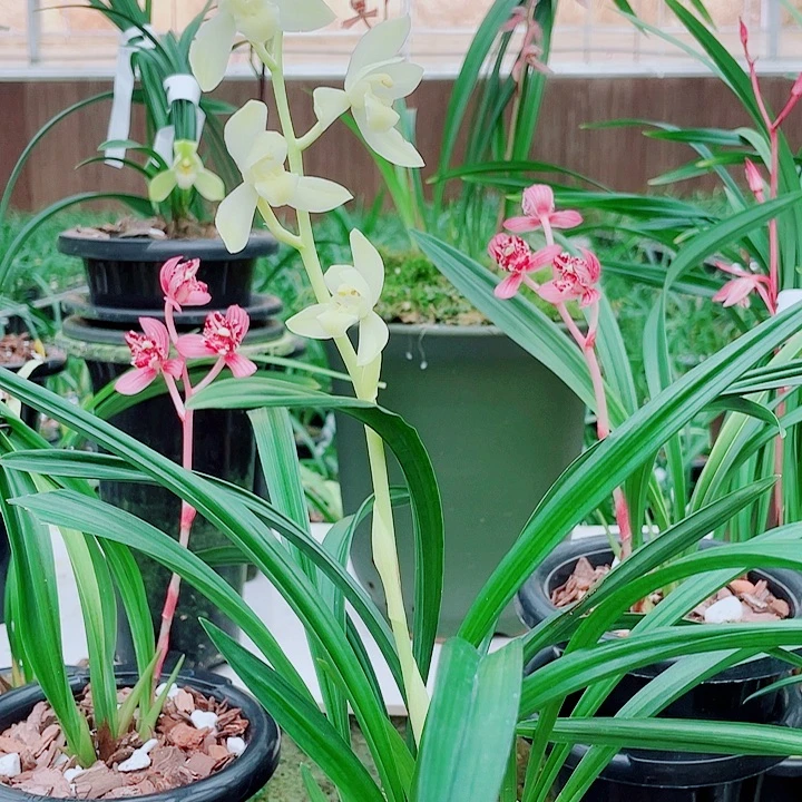 *****无花朵一物一漂亮